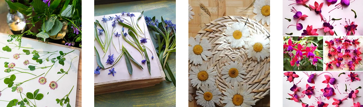 [Людмила Солод] [Artbotanika] [Сухоцветы] Основы п_0.png